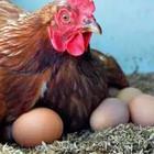 Hen laying eggs
