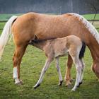 The 4 letters answer is FOAL