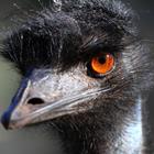 The 3 letters answer is EMU