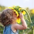 Little girl smelling large sunflower