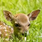 The 4 letters answer is FAWN