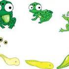 Tadpoles and frogs
