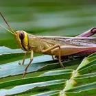 A Grasshopper on a leaf