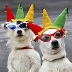 Dogs with sunglasses and party hats on