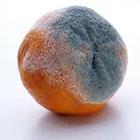 An orange with black around the side of it