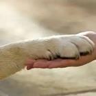 A person holding an animal’s paw