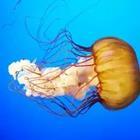 A Jellyfish in the ocean