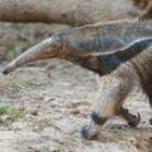 The 8 letters answer is ANTEATER