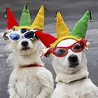 Dogs with sunglasses and hats