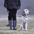 Walking Dalmatian dog