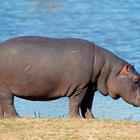 The 5 letters answer is HIPPO