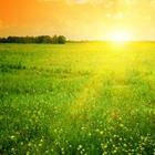 A sun shining on green grass