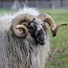 A ram animal with big horns