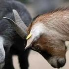Goats ramming each other’s heads