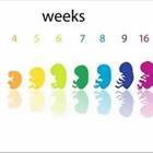 Weeks of growth of embryo baby