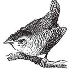 A drawing of a bird in black and white