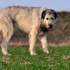 The 9 letters answer is WOLFHOUND