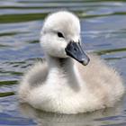 The 6 letters answer is CYGNET