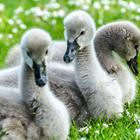 The 6 letters answer is CYGNET