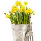 The 8 letters answer is DAFFODIL