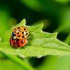 Two Ladybugs