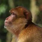 Sad monkey, chimpanzee