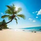 Beach with palm tree