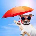 Dog with sunglasses and umbrella