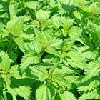 The 6 letters answer is NETTLE