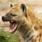 Hyena animal