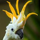 The 8 letters answer is COCKATOO