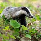 The 6 letters answer is BADGER