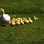 Mother ducks