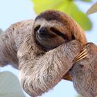 The 5 letters answer is SLOTH
