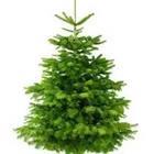 Christmas tree, pine tree