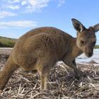The 8 letters answer is KANGAROO