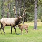 The 3 letters answer is ELK