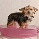 A dog taking a bath