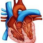 Human organ/heart