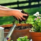 Gardening Pot with Dirt