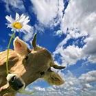 Cow with Flower
