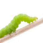 A green Caterpillar climbing up and object