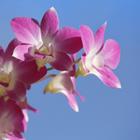 The 6 letters answer is ORCHID