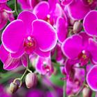 The 6 letters answer is ORCHID