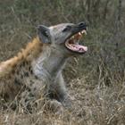 The 5 letters answer is HYENA