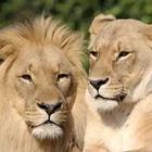 A male Lion next to a female Lion
