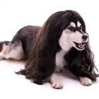 A dog with a long whig on it