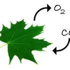A green leaf with arrows above it and different chemical elements in between the arrows