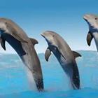 Three Dolphins jumping out of the water