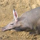 The 8 letters answer is AARDVARK